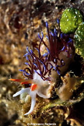 [:b:]Nudi[:/b:] by Francesco Pacienza 